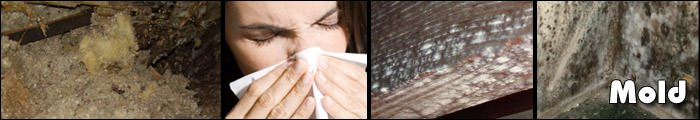 Home Mold