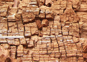 Wood severely damaged by dry rot damage in Paducah