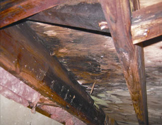 mold and rot in a Clarksville crawl space