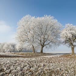 Frost covering trees and a grassy field in Springfield
