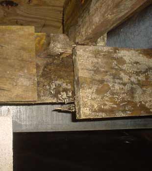 Extensive basement rot found in Jackson by Frontier Foundation & Crawl Space Repair