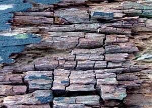 Dry rot damaging wood in Antioch