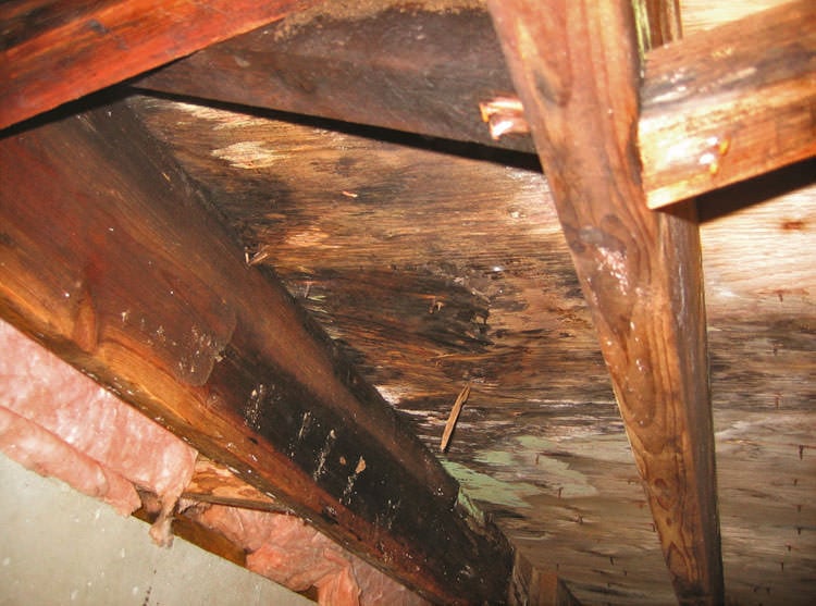 Mold Damage And Crawl Spaces In Jackson Nashville Clarksville