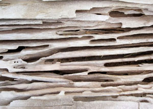 Carpenter ant tunnels and galleries in structural wood in a Goodlettsville home