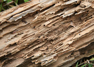 Termite-damaged wood showing rotting galleries outside of a Paducah home