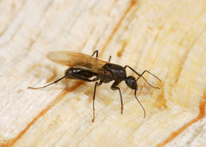 Closeup of a carpenter ant breeder in Athens