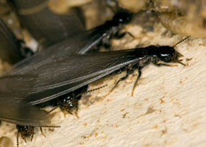 Closeup view of a termite new queen breeder in Gallatin