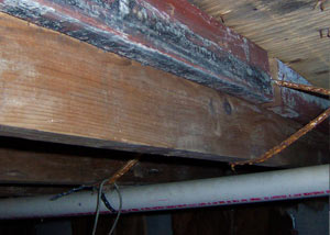 Rotting, decaying wood from mold damage in Mount Juliet